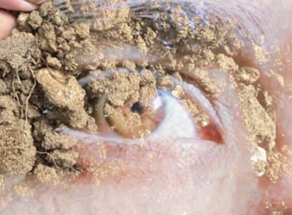 Eyes of Ishtar # 3