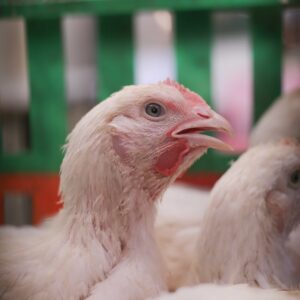 Rehaf's Untitled Piece