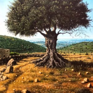 An Olive Tree on Al-Tierah Hills #2
