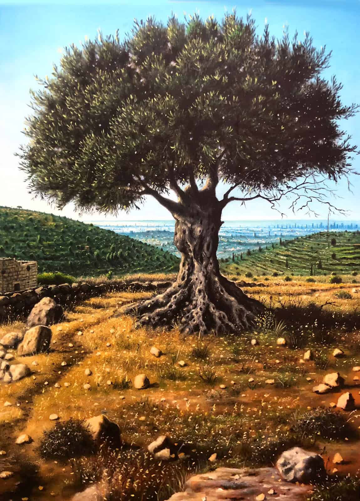 An Olive Tree on Al-Tierah Hills #2